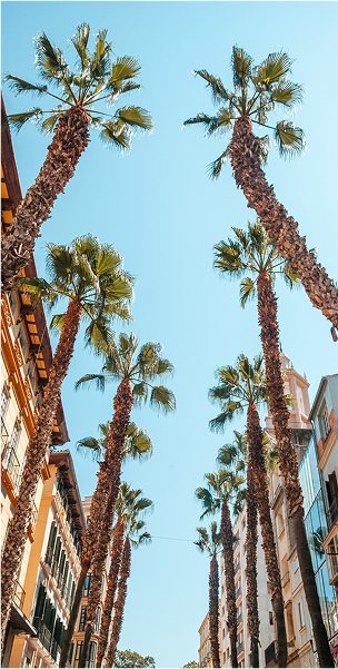 Fotografía de palmeras en la ciudad de Valencia, España.